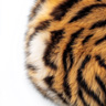 Animaliska noter
