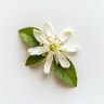 Bergamottsblomma