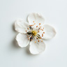 Björnbärsblomma Björnbärsblomma