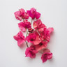 Bougainvillea