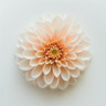 Dahlia Dahlia