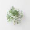 Dill Dill