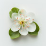 Guava blossom