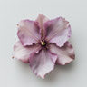 Hellabore blomma