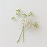 Hemlock