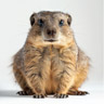 Hyraxar Hyraxar