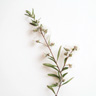 Kunzea