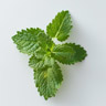 Citronmeliss