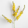 Melilotus Melilotus