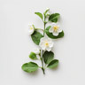 Mock Orange