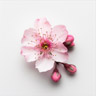 Nectarine blossom Nectarine blossom