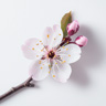 Fruktträdgårdsblomma