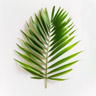 Palmblad