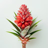 Ananas blossom