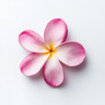 Plumeria