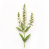 Reseda Reseda
