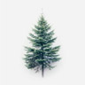 Spruce Spruce