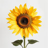 Solros