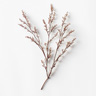 Tamarisk