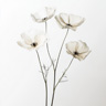 Transparenta blommor