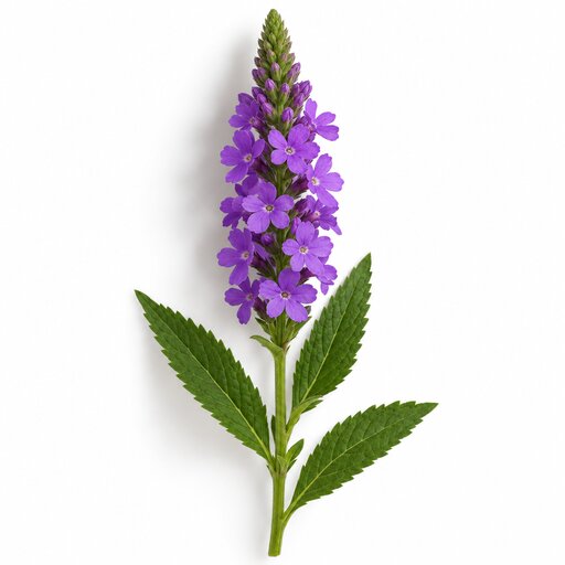 Vervain