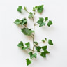Vine